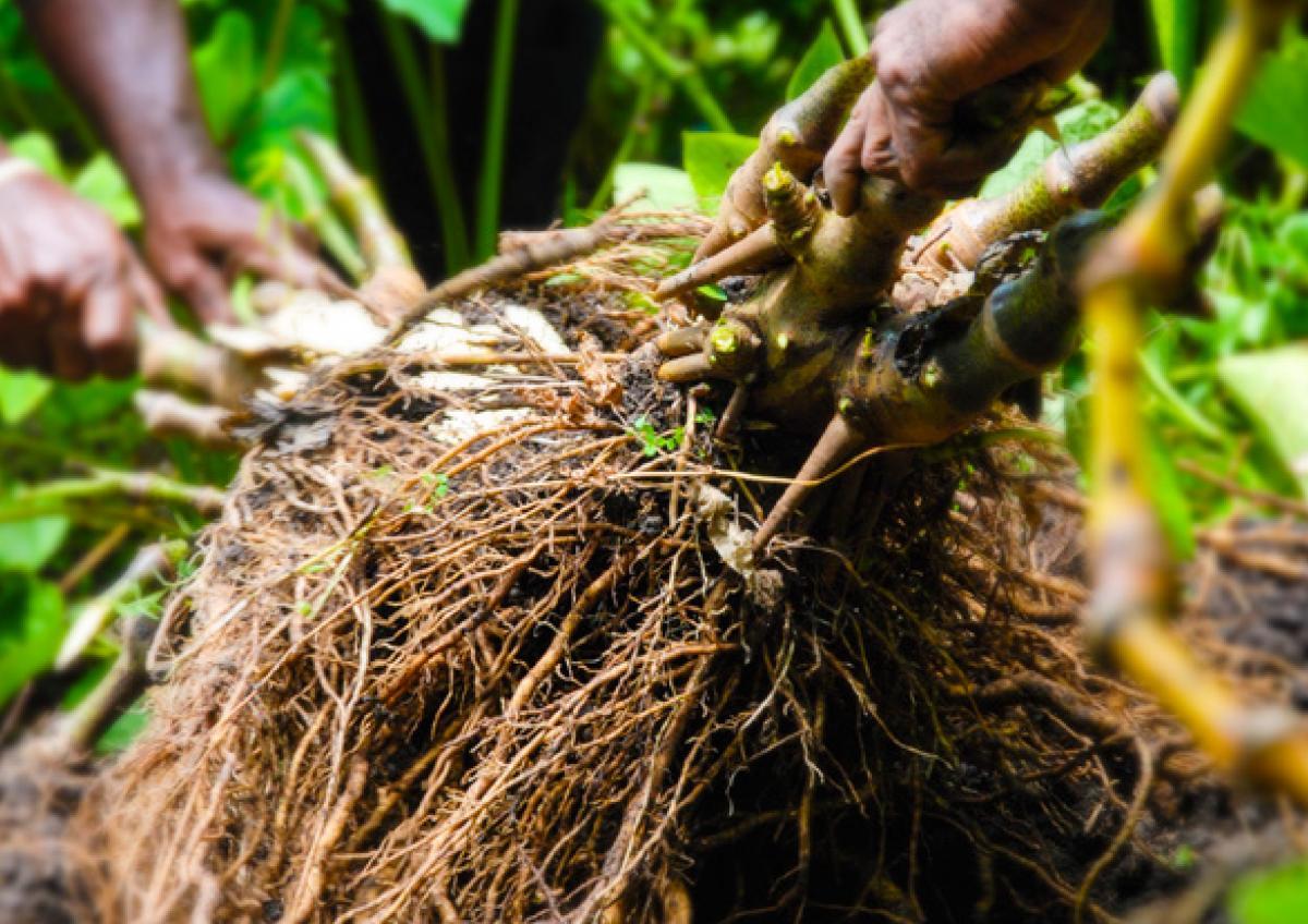 isa-root